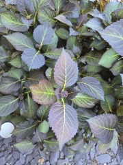 Can't recall name, flowers ? See pic