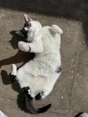 Roond and roond and up and doon - the Excellent Cats roam aboot