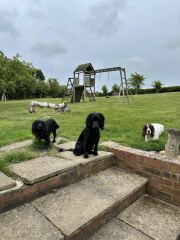 Adolescent Dog Survival Thread - for teenage dirtbags