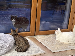 Roond and roond and up and doon - the Excellent Cats roam aboot