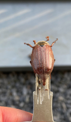 To panic about what the hell this is in my garden? Pic attached