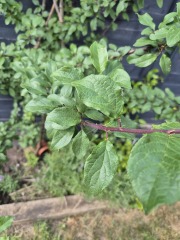 Can you help identify this plant?