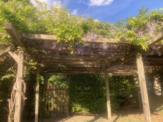 How much to prune this wisteria?