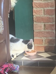 Taking on a 16 year old cat.