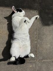 Roond and roond and up and doon - the Excellent Cats roam aboot