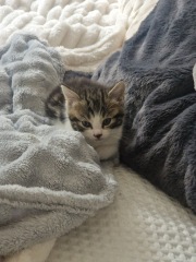Our first ever kitten
