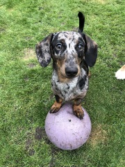 Tell me about sausage dogs.