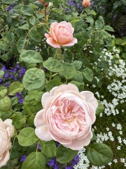 Year round Nigel Slater discussion thread Part 2