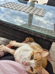 Cats in Cyprus
