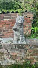 CATS!