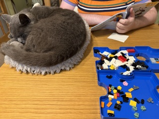 Roond and roond and up and doon - the Excellent Cats roam aboot