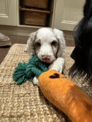 Adolescent Dog Survival Thread - for teenage dirtbags