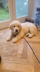 Shameless puppy pic post - please admire my gorgeous boy