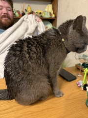 Roond and roond and up and doon - the Excellent Cats roam aboot