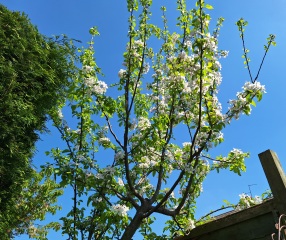 The Year Round Nigel Slater Discussion thread