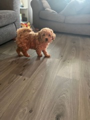 Bonnie is home!