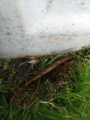 help please - neighbour's bamboo popping up in our garden