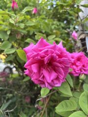 Which rose has bloomed first in your garden?