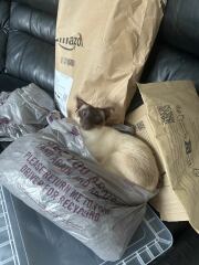 I have lost my cat inside the house