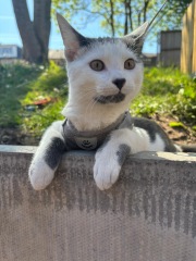 Kitten has run off on leash please reassure me