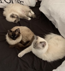 CATS!
