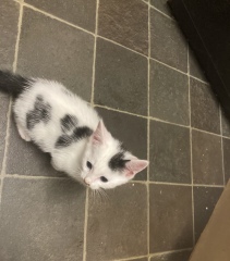 About to get our first two kittens!