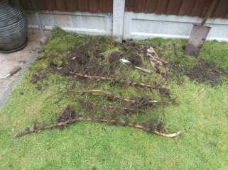 help please - neighbour's bamboo popping up in our garden