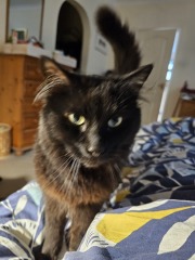 Roond and roond and up and doon - the Excellent Cats roam aboot