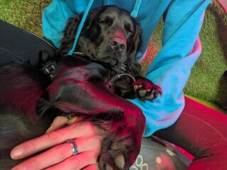 Does anyone have experience of cruciate ligament damage in dogs?