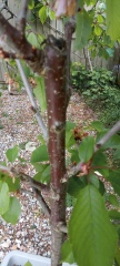 Silver birch help!