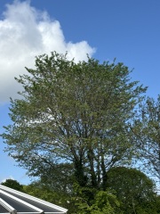 Anyone know what this tree is ?