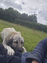 Looking for a steel/metal bath/pool for xxl dog!