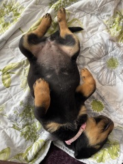 When to get a new dog?
