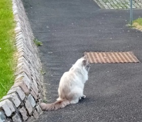Roond and roond and up and doon - the Excellent Cats roam aboot