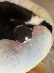 Fostering a mum and 3 tiny kittens