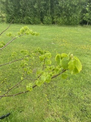 Lime tree leaves stunted