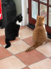 Pampered, Persian, Princess Penelope