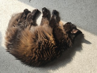 Hymns in Minor Keys & the Russian Easter Overture - the Excellent Cats ignore Culture.....