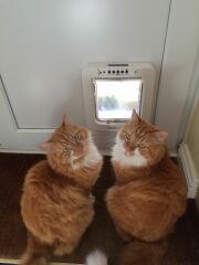 Angus Has a New Friend