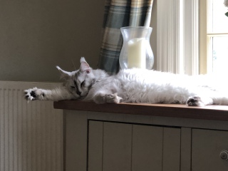 How exhausted are your cats today?