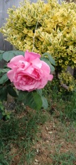 Rose recommendation based on this criteria