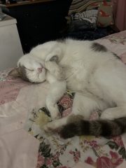 CATS!