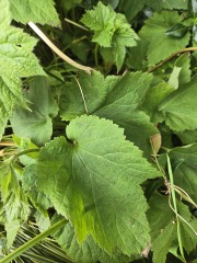 Is this a weed?