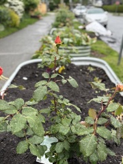 Come and tell us your dull and unexciting news 33: Calmly through the day