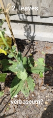 Can we play a game of foxglove, hollyhock or verbascum?