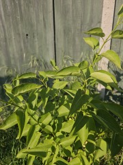 Lilac help please!
