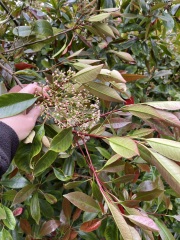 Shrub ID help