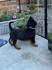 When to get a new dog?