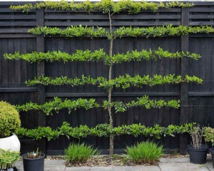 Disguising (but not touching) neighbours fence right outside our back door.