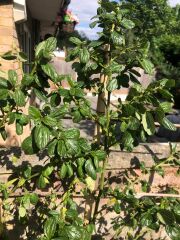 Ceanothus / californian lilac dying?
